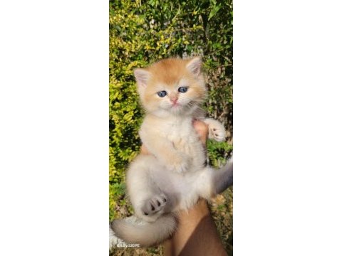 Üst kalite erkek british shorthair yavrular