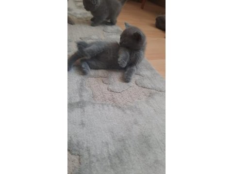 Scottish fold 45 günlük tuvalet ve mama egitimlidir