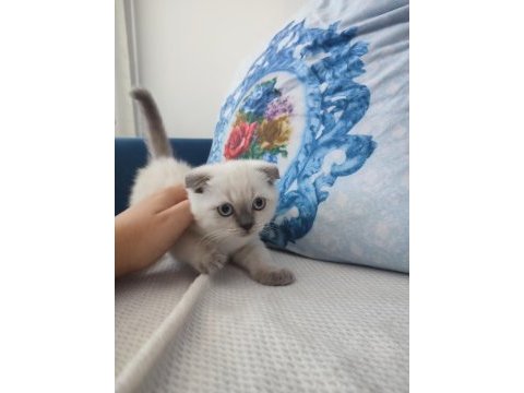 Prensesimizi sahiplendiriyoruz scottish fold