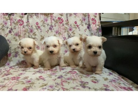 Maltese dişi erkek yavru köpeklerimiz