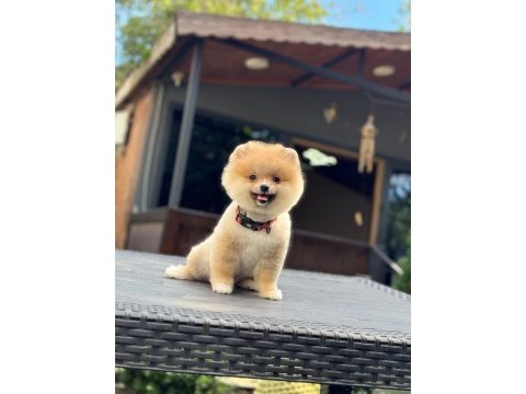 Sağlık ve ırk garantili pomeranian köpeğimiz