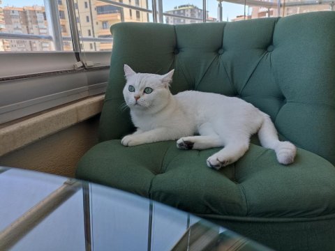 Ücretsiz sahiplendirme 3 yaşında british shorthair