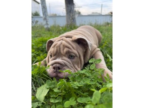 Türkiye de tek english bulldog