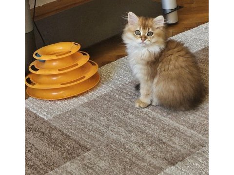 Golden british longhair bebeğimiz