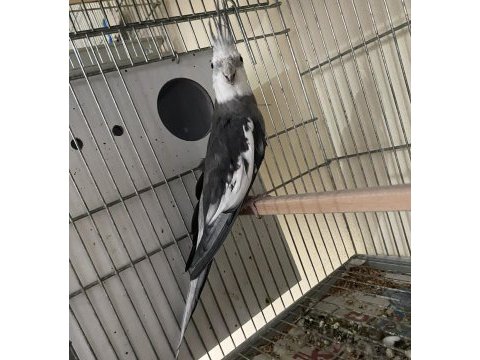 Kızgın kusursuz güzellikte wf erkek