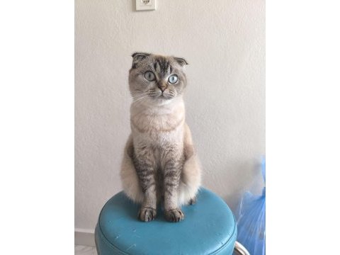 Safkan british longhair yavrularım