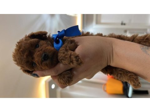 Orjinal tam toy ve tea cup poodle bebekler