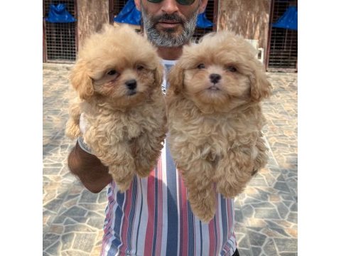Maltipoo yavrularımız
