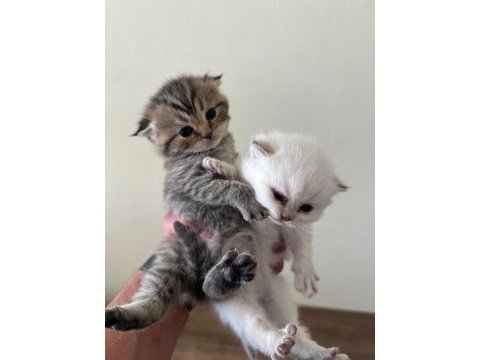 2 adet lynx point scottish fold erkek-dişi 2 aylık