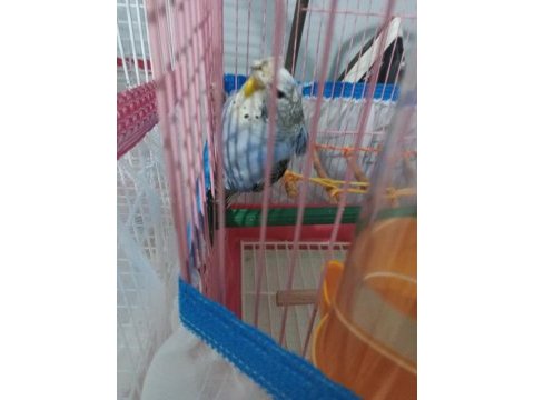 Mor erkek japones yavru muhabbet kuşu