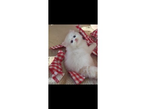 Safkan british longhair golden ve point yavru
