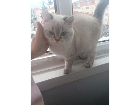 6 aylık dişi british shorthair