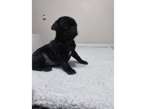 Mükemmel anatomiye sahip rıfkı pug mops
