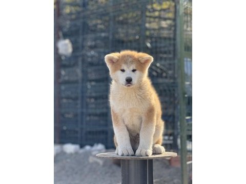 Orijinal akita kırma filan değildir