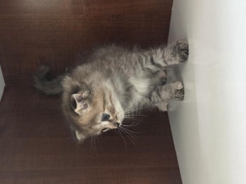 1 aylık scottish fold
