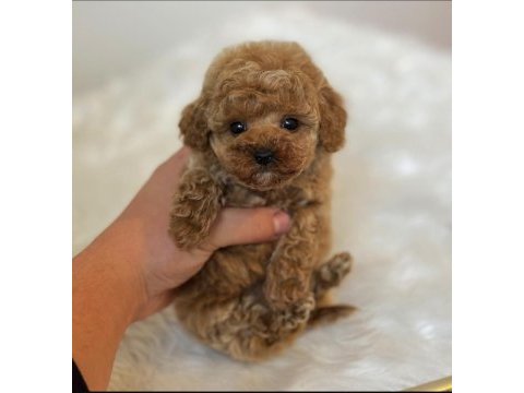 Türkiyenin en güzel maltipoo bebekleri