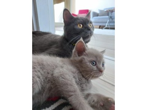 Tatlış british shorthair yavrular sahiplerini bekliyor