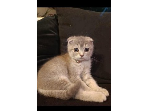 Safkan scottish fold