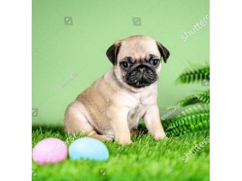 Irk ve sağlık garantili pug