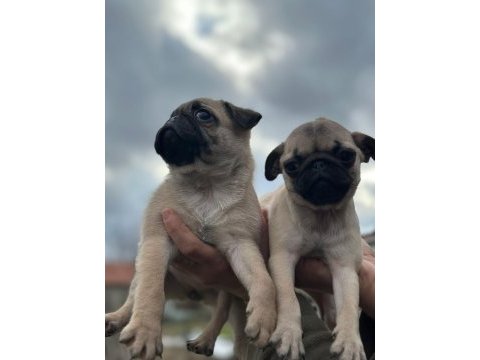 Pug yavruları