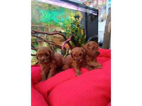 %100 orjinal kore red brown yavru köpekler