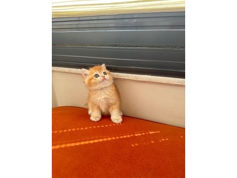 Golden shaded british shorthair dişi yavrumuz