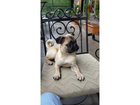 Odin 7 aylık erkek pug