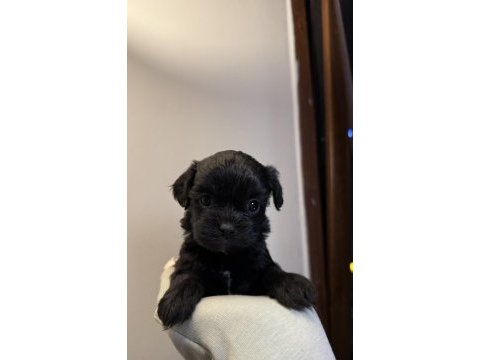 Mini boy orjinal renk maltipoo- cockapoo yavrular