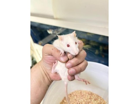 Rat hamster