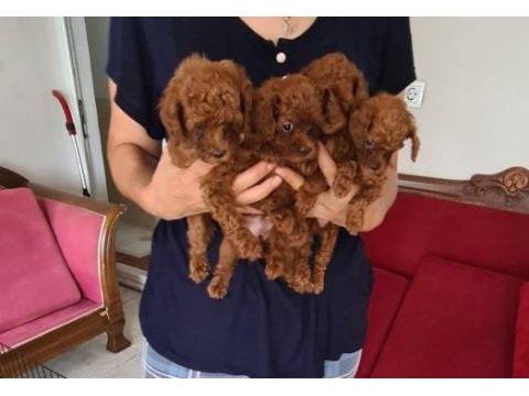Kore kan teacup poodle yavrular