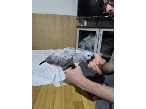 Evcil ve konuşan jako papağanı stres geçirmiştir