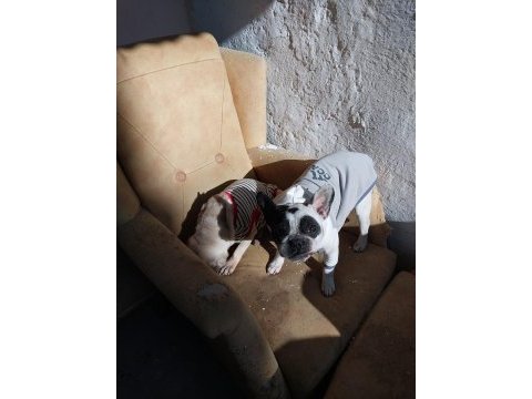 2 yaşında dişi french bulldog