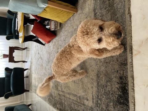 Yedi aylık toy poodle
