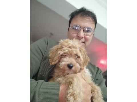 3 buçuk aylık poodle iyi bakılmış aşı karnesi var