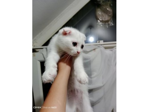 Pamuk prenses scottish fold