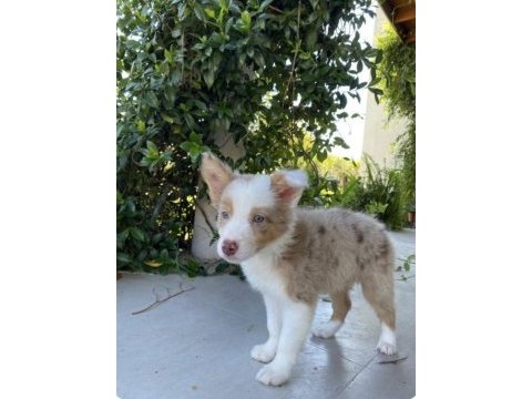 Nadiren red merle renkli gözlü border collie