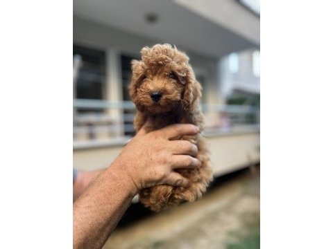 Sağlık ırk garantili toy poodle