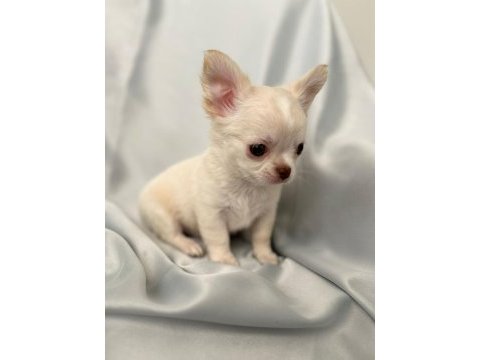 Krem beyaz chihuahua (şivava erkek) bebiş