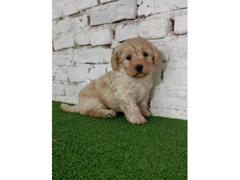 Maltipoo dişi yavrumuz