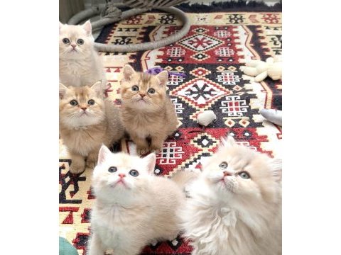 British shorthair ve longhair safkan
