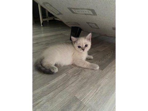 2 aylık british shorthair bebeklerimiz yeni yuva