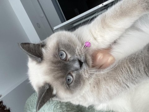Blue point kızımıza yeni yuva arıyoruz