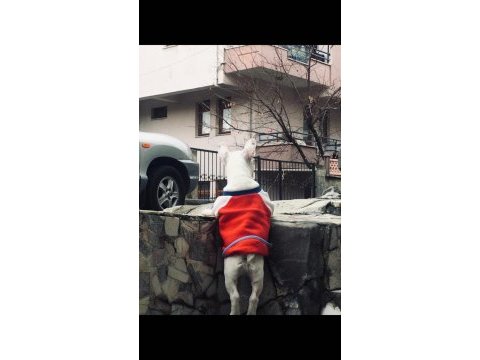 5.5 aylık french bulldog