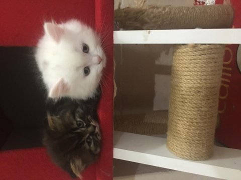 Pamuk babasının british longhair yavruları