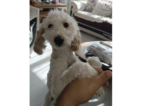 9 aylık köpeğimizi sahiplendirmek istiyoruz