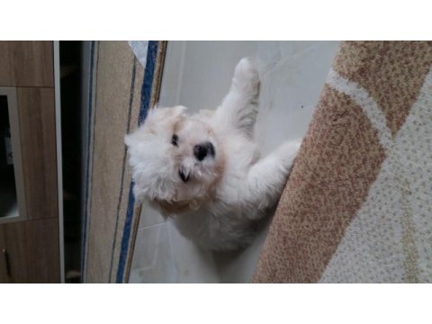 Ücretsiz köpeğimiz