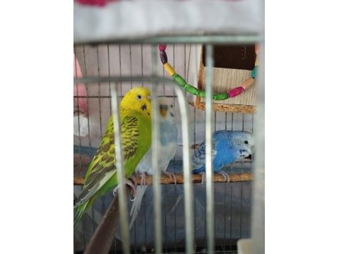 3 adet muhabbet kuşu