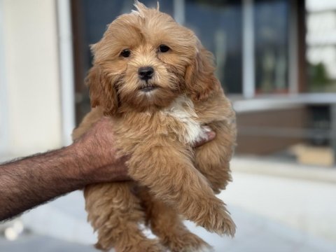 Show kalite wc eğiirmli maltipoo yavrularımız