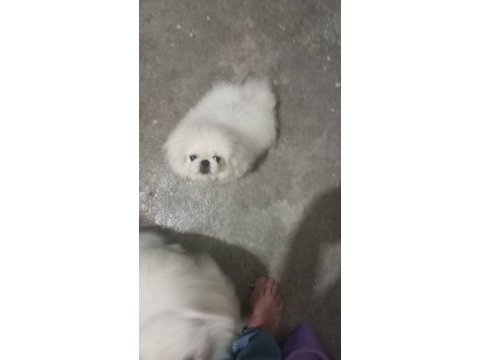 Safkan pekinez köpekler