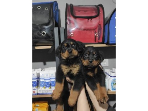Rottweiler bebeklerimiz